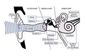 NDCS webpage on recognising the signs of hearing loss - BATOD